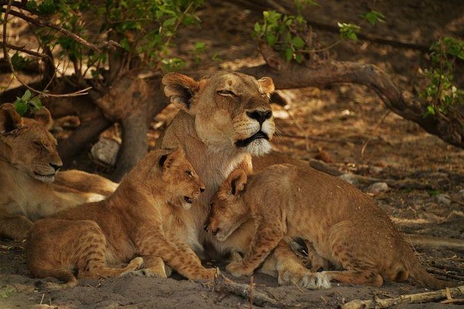 2-Day Camping Safari in Chobe National Park from Victoria Falls - Chobe in Two Days: The Key Points