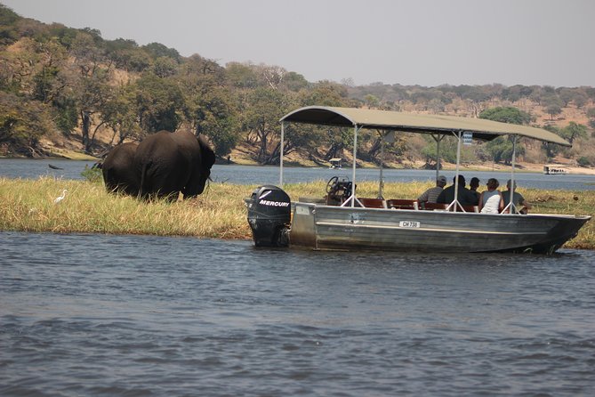 2-Day Camping Safari in Chobe National Park from Victoria Falls - Game Drives and the Search for Predators