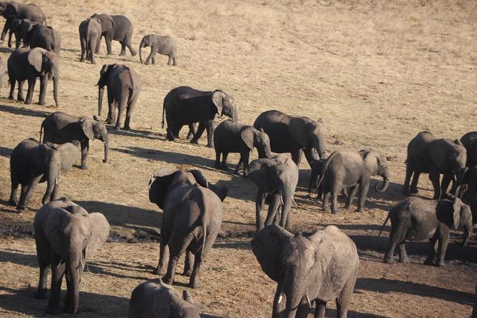 2-Day Camping Safari in Chobe National Park from Victoria Falls - Is $525 a Fair Price?