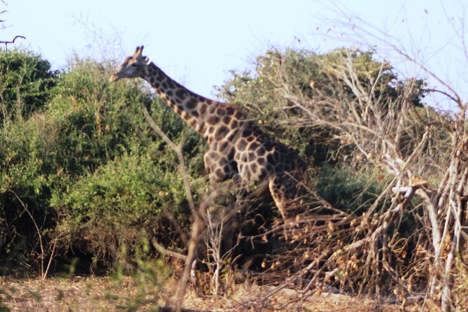 2-Day Camping Safari in Chobe National Park from Victoria Falls - Who Should Book This Safari?