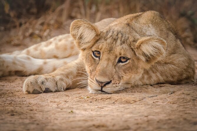 3-Day Ultimate Big Five Safari - Murchison Falls & Rhinos - Day 1: Rhinos first, then Murchison Falls