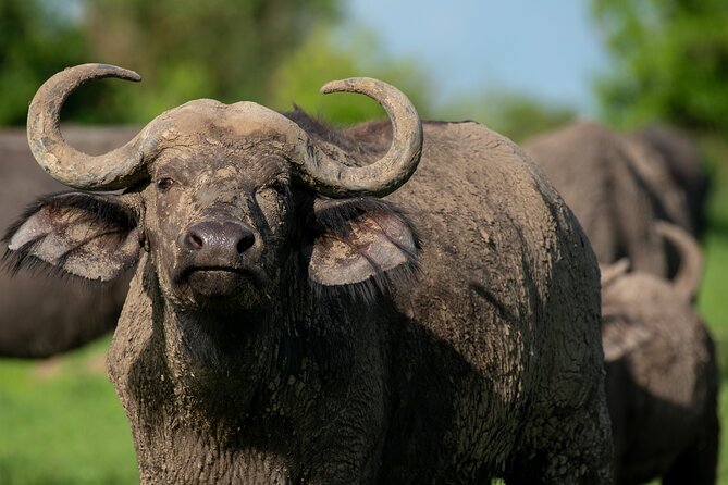 3-Day Ultimate Big Five Safari - Murchison Falls & Rhinos - What the $995 price really buys