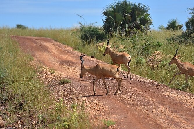 3-Day Ultimate Big Five Safari - Murchison Falls & Rhinos - Lodging, meals, and comfort
