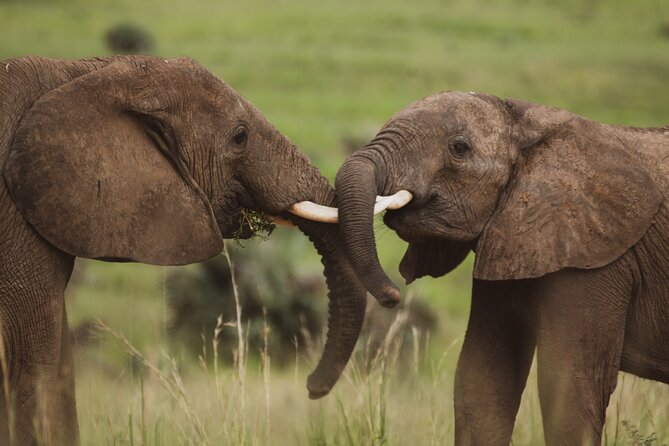 3-Day Ultimate Big Five Safari - Murchison Falls & Rhinos - Who will enjoy this safari most