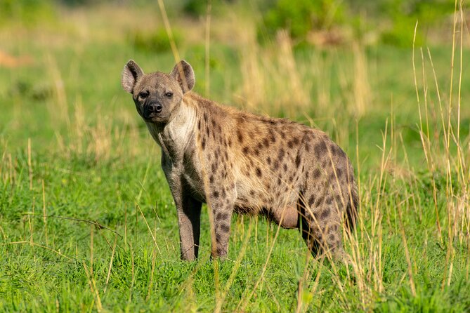 3-Day Ultimate Big Five Safari - Murchison Falls & Rhinos - Small details that can make the trip better