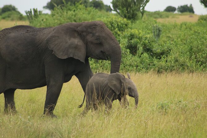 3-Day Ultimate Big Five Safari - Murchison Falls & Rhinos - Should you book the Murchison Falls safari?