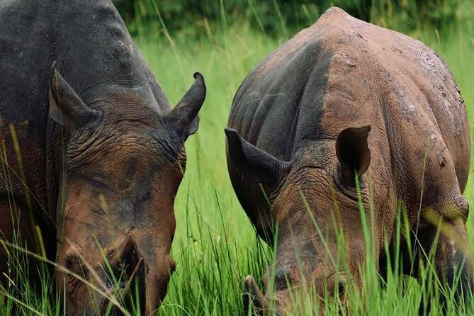 3-Day Ultimate Big Five Safari - Murchison Falls & Rhinos - Day 3: One more wildlife search before Kampala