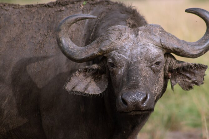 3 Days Murchison Falls Adventure Wildlife Safari Uganda Tour - What the $1,300 Price Covers