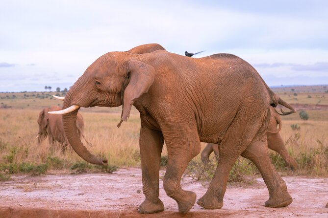 3 Days Murchison Falls Adventure Wildlife Safari Uganda Tour - Guide Style and the Private Vehicle