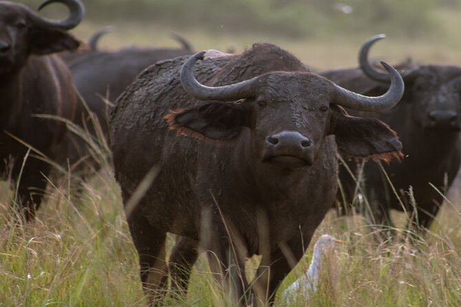 3 Days Murchison Falls Adventure Wildlife Safari Uganda Tour - Food, Lodging, and Small Comforts