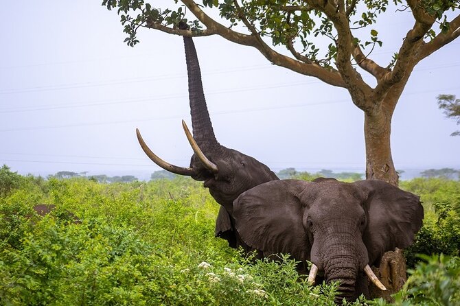 3 Days Murchison Falls Adventure Wildlife Safari Uganda Tour - Who Should Book This Safari