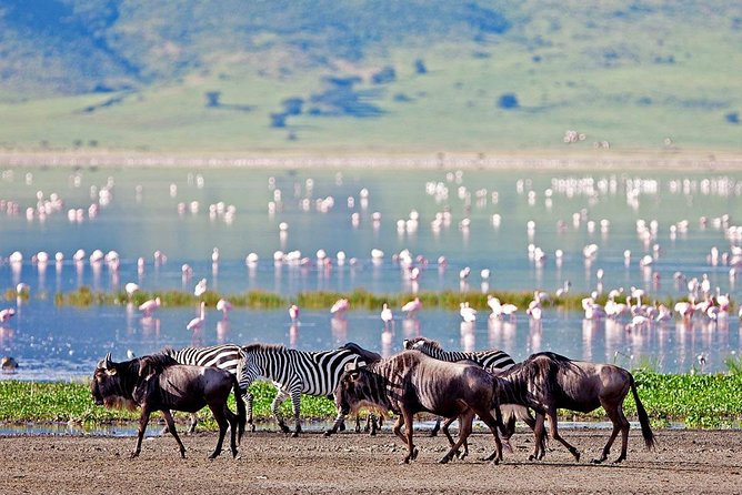 6 Days Serengeti Safari(hiking waterfalls &coffee tour) - Day 3: A full morning in the Serengeti