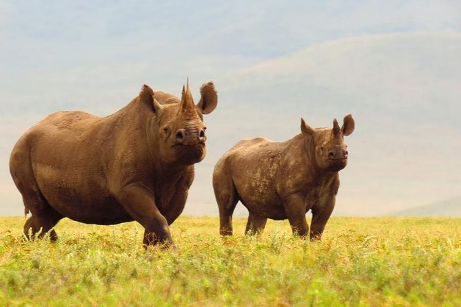6 Days Serengeti Safari(hiking waterfalls &coffee tour) - Day 4: Ngorongoro Crater at 6:15 a.m.