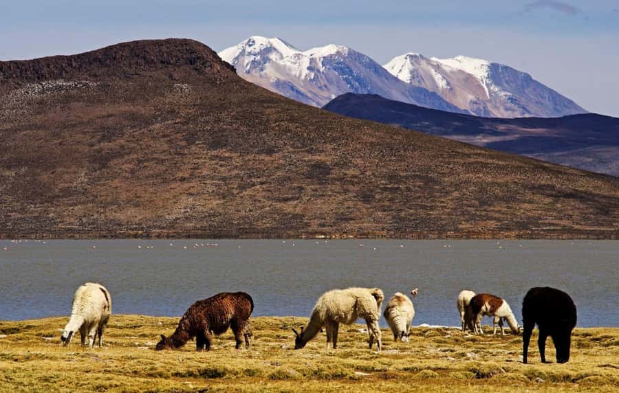 Adventure Day in Arequipa: Pillones Waterfall + Rock Forest - Should you book Pillones and Puruña?