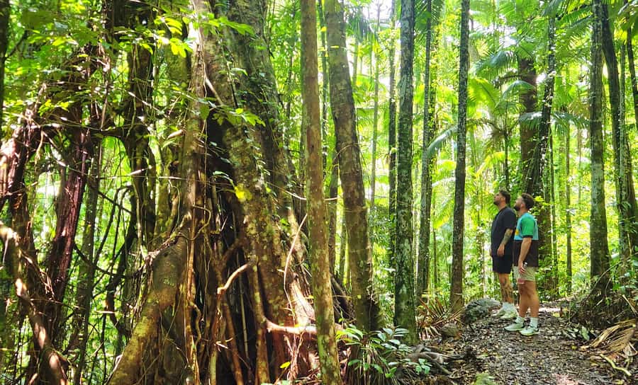Airlie Beach: Waterfall & Rainforest Bushwalk Eco Adventure - Cedar Creek Falls, the cool-down at the end