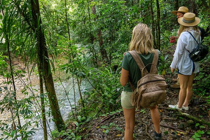 Amazing Daintree Rainforest Tour Waterfall Hike, Lunch, Swim & Crocodile Cruise - Why this Daintree day works so well