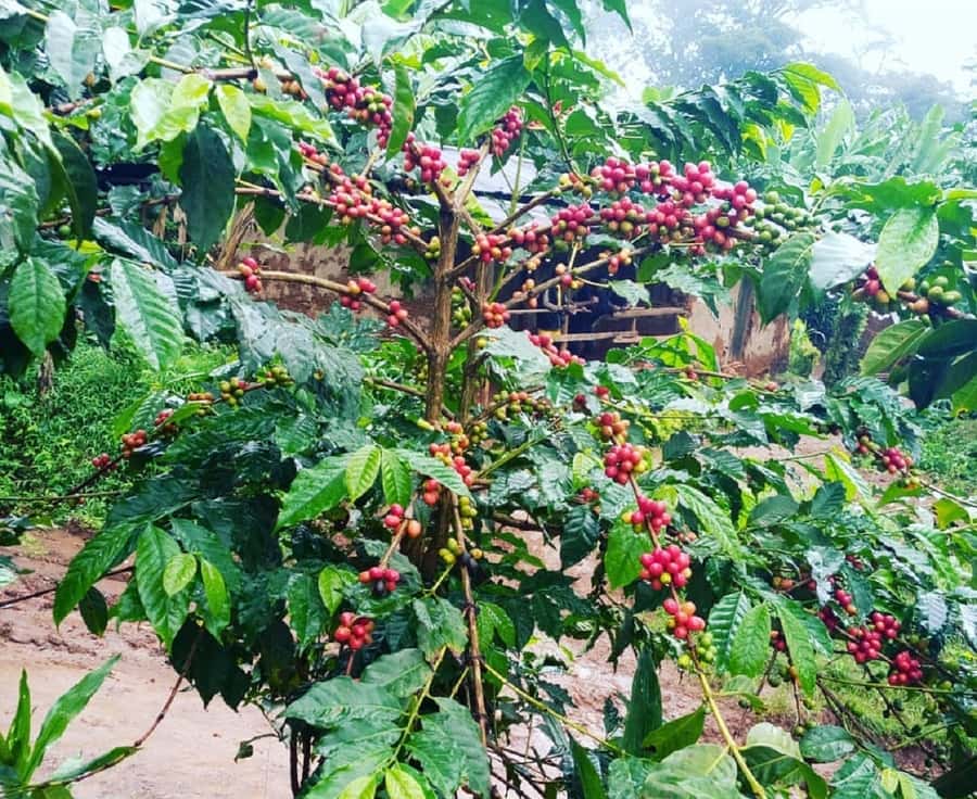 Arusha: Materuni Waterfalls, Coffee, and Hotsprings Tour - What $100 buys you on this full-day outing