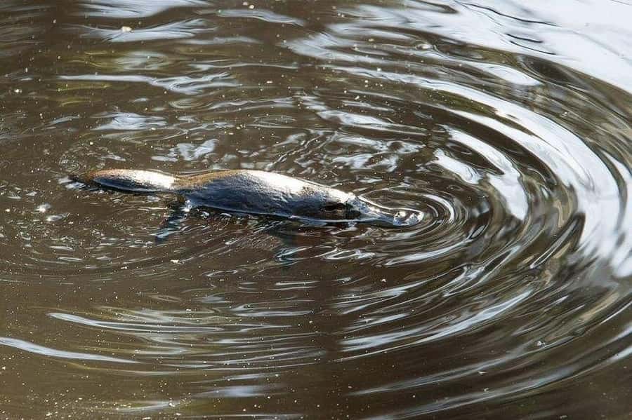 Atherton Tablelands: Lakes, Waterfalls, Rainforest Day Tour - Josephine Falls and the natural rock slide