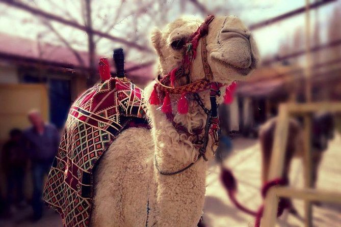 Atlas Mountains and Three Valleys & Waterfalls - Villages Marrakech Day Trip - A camel ride before the mountain walk
