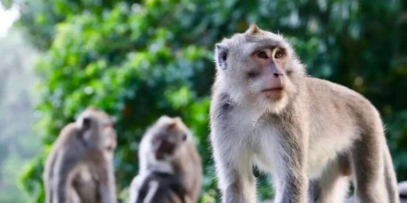 Bali: ATV Gorilla Cave, Ubud Monkey Forest, & Waterfall Tour - Practical packing advice