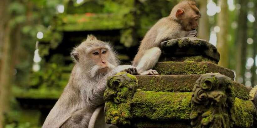 Bali: Bali Swing, Monkey Forest, Rice Terrace, Waterfall - The Bali Swing and its photo appeal