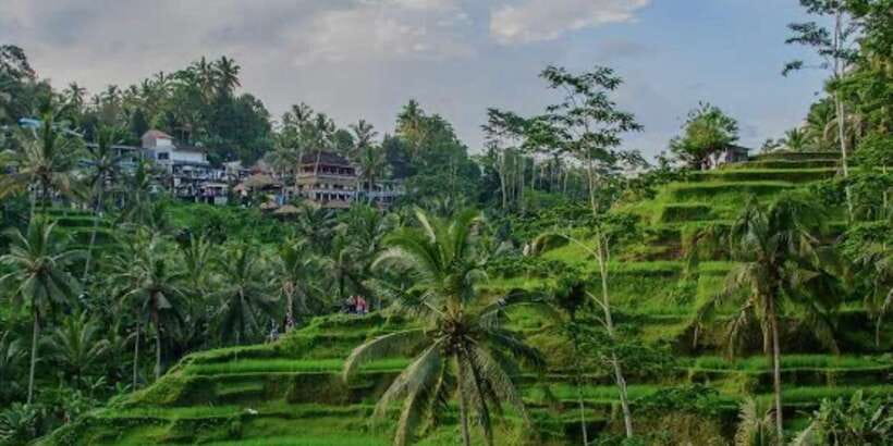Bali: Bali Swing, Monkey Forest, Rice Terrace, Waterfall - Starting at the Sacred Monkey Forest