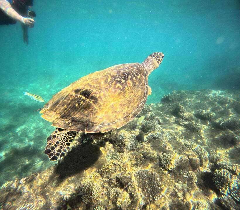 Bali: Blue Lagoon Snorkeling, Waterfall, and Plantation - What the $16 price really covers