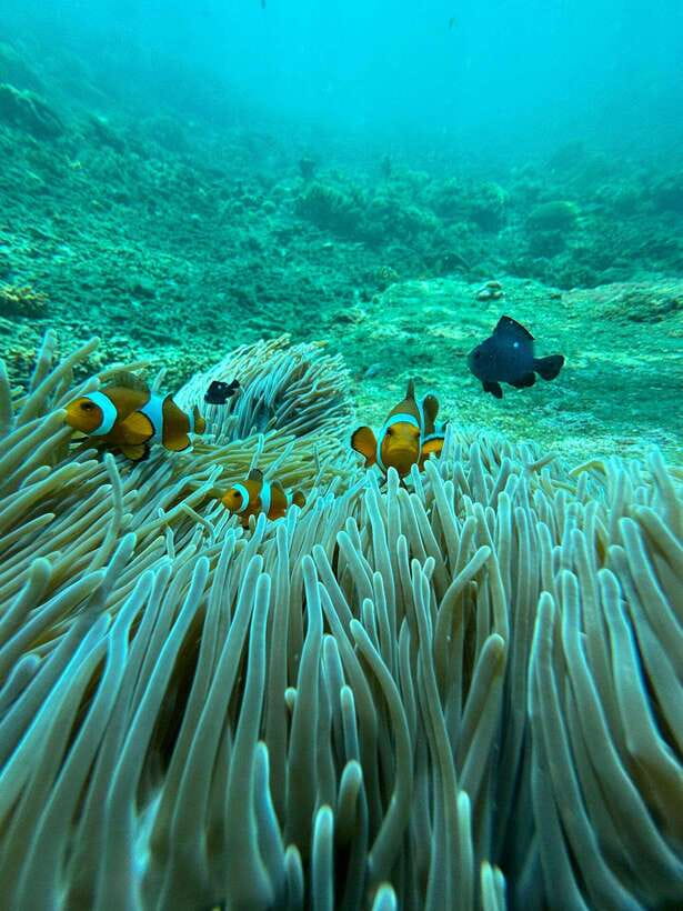 Bali: Blue Lagoon Snorkeling, Waterfall, and Plantation - First stop: Tanjung Jepun