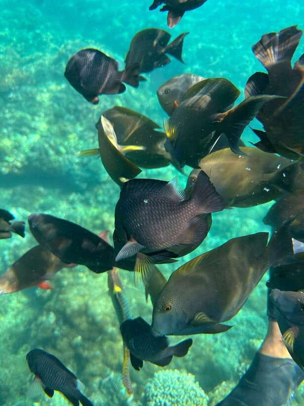 Bali: Blue Lagoon Snorkeling, Waterfall, and Plantation - The waterfall stop