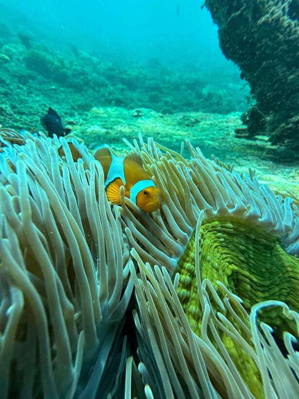 Bali: Blue Lagoon Snorkeling, Waterfall, and Plantation - Coffee, tea, and the plantation visit