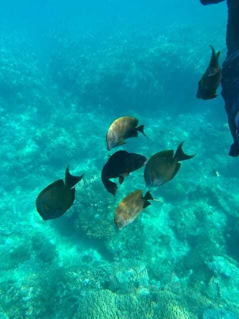 Bali: Blue Lagoon Snorkeling, Waterfall, and Plantation - Who will enjoy this day most