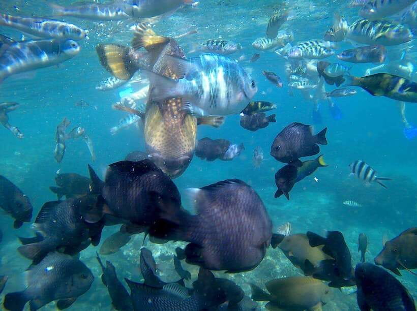 Bali: Blue Lagoon Snorkeling & Waterfall Tour - Two snorkeling stops at Blue Lagoon and Tanjung Jepun