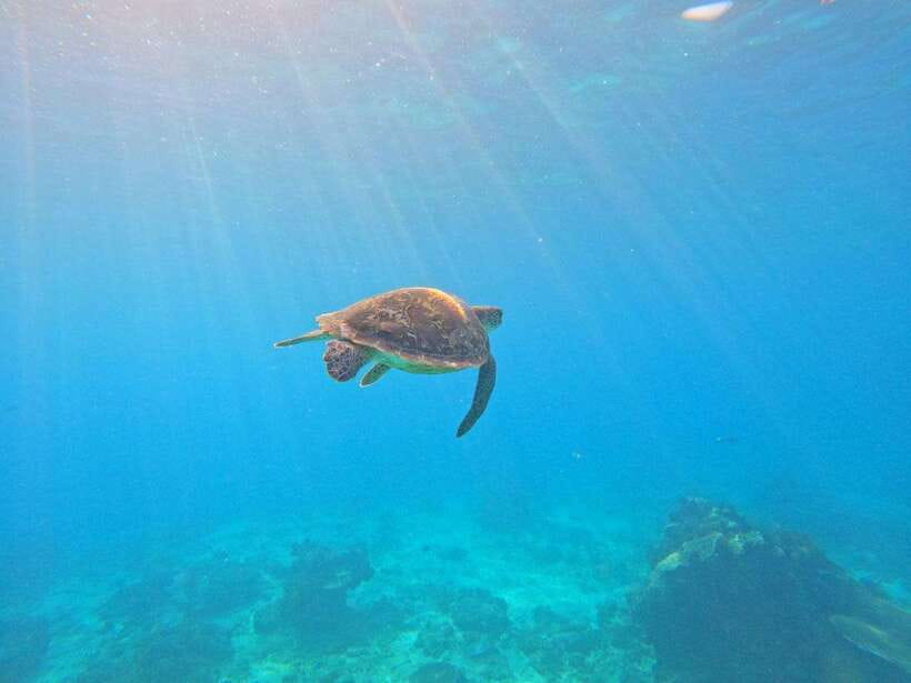 Bali: Blue Lagoon Snorkeling & Waterfall Tour - Transport, timing, and the shape of the day