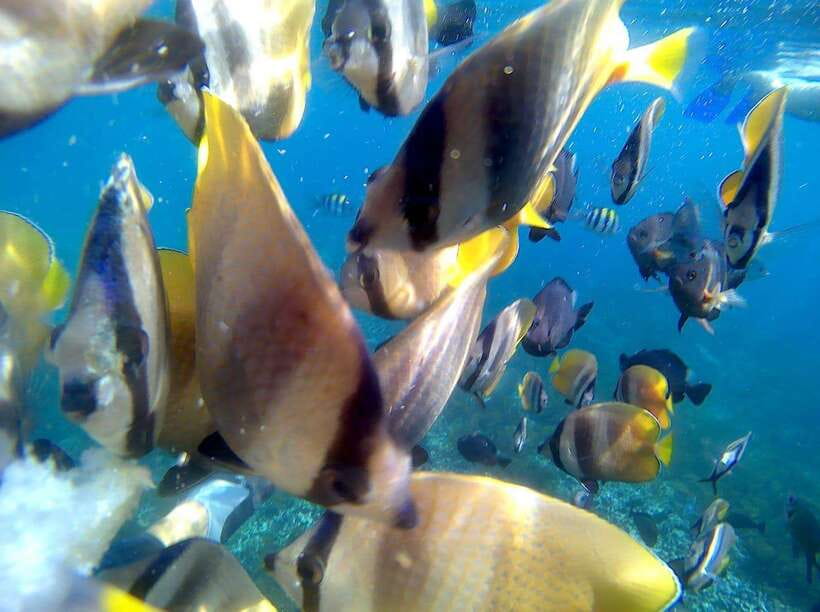 Bali: Blue Lagoon Snorkeling & Waterfall Tour - What the underwater portion is really like