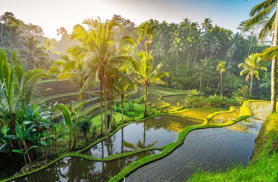 Bali: Griya Taman Beji Waterfall with Optional Ubud Tours - Monkey Forest is lively, shaded, and not entirely restful