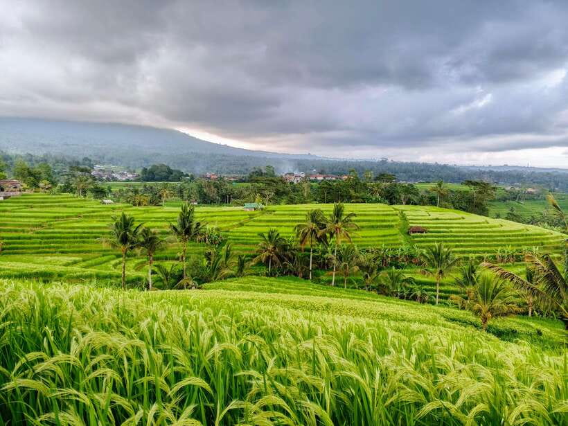 Bali: Lake Temple, Jatiluwih Rice Terrace & Waterfall Tour - Why this route works for a full day in Bali
