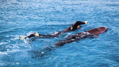Dolphin Snorkeling, Swimming & Waterfall Tour