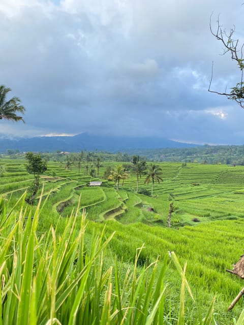 Bali Northern Trip : Majestic Waterfall Tour - What the $36 price really covers