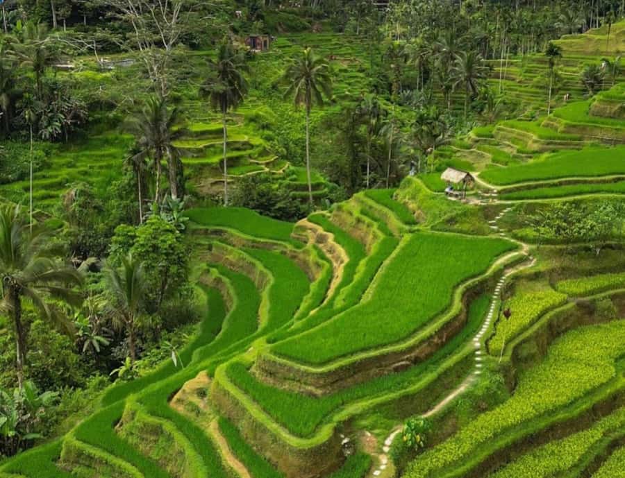 Bali: Penglipuran Village, Rice Terrace & Waterfall Tour - What the village walk can teach you