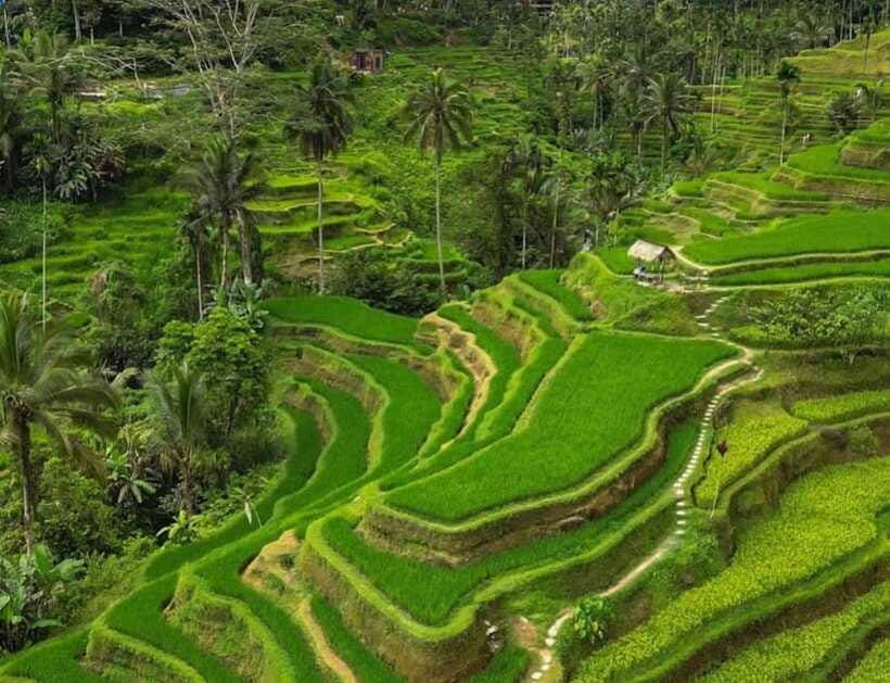 Bali: Penglipuran Village, Rice Terrace & Waterfall Tour - Tegalalang Rice Terrace: beautiful, busy, and easy to overpack