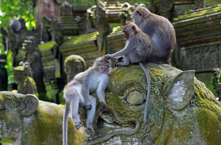 Bali: Penglipuran Village, Rice Terrace & Waterfall Tour - Tegenungan Waterfall is the cooling finish