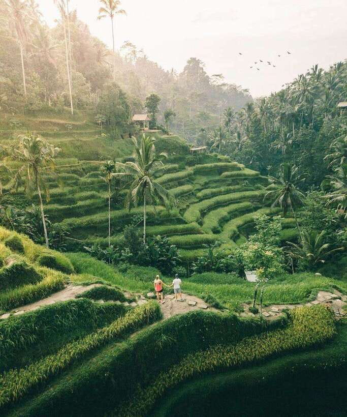 Bali: Rice terrace, Waterfall, and water Temple Day Tour - Key points to know before booking