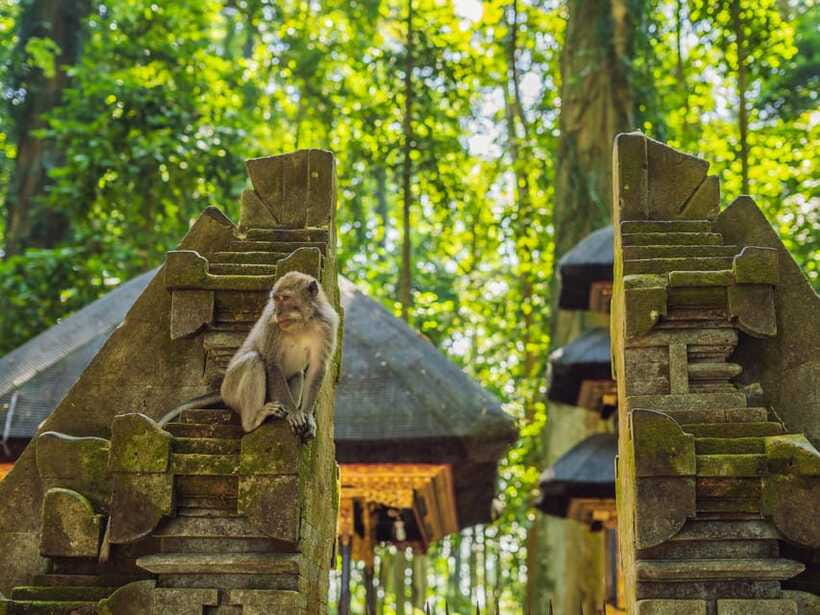 Bali: Ubud Adventure, ATV, Monkey Forest& Waterfall Tour - What your private driver adds to the day