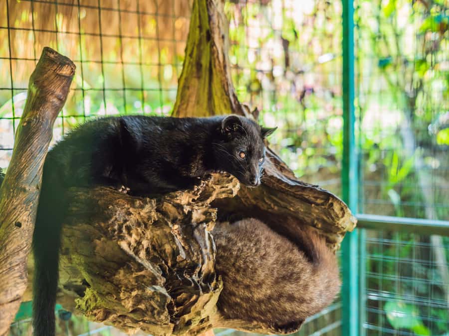 Bali: Ubud Adventure, ATV, Monkey Forest& Waterfall Tour - Who should choose this Ubud day?