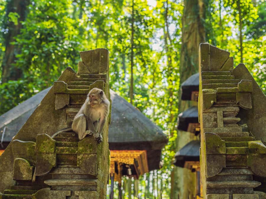 Bali: Ubud Adventure, ATV, Monkey Forest& Waterfall Tour - The ATV ride through mud, forest, and rice fields