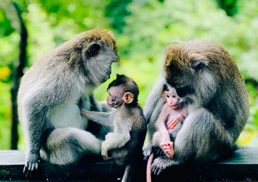 Bali/Ubud: Kanto Lampo Waterfall, Monkey Forest & Swing Tour - The guides can shape the whole day