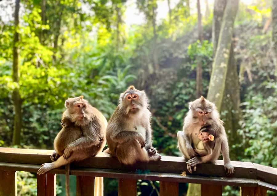 Bali/Ubud: Kanto Lampo Waterfall, Monkey Forest & Swing Tour - What the $29 price really covers