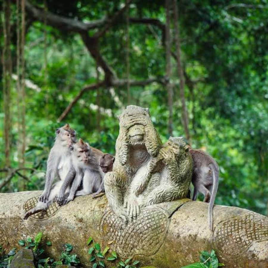 Bali ubud : monkey forest, waterfall , temple - A full Ubud day for a low starting price