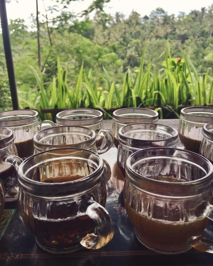 Bali ubud : monkey forest, waterfall , temple - Tasting coffee, including the unusual Luwak process