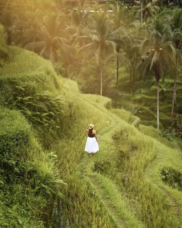 Bali ubud : monkey forest, waterfall , temple - Tegalalang Rice Terrace and the Bali swing